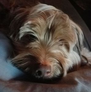 Meet your Posher, Janice